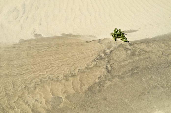 Pattern and plant in the sand at South Padre Island, TX