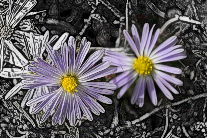 Manipulated close-up of a wildflower growing beside the driveway early February.