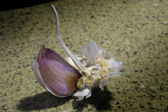 Photograph of a clove of garlic.