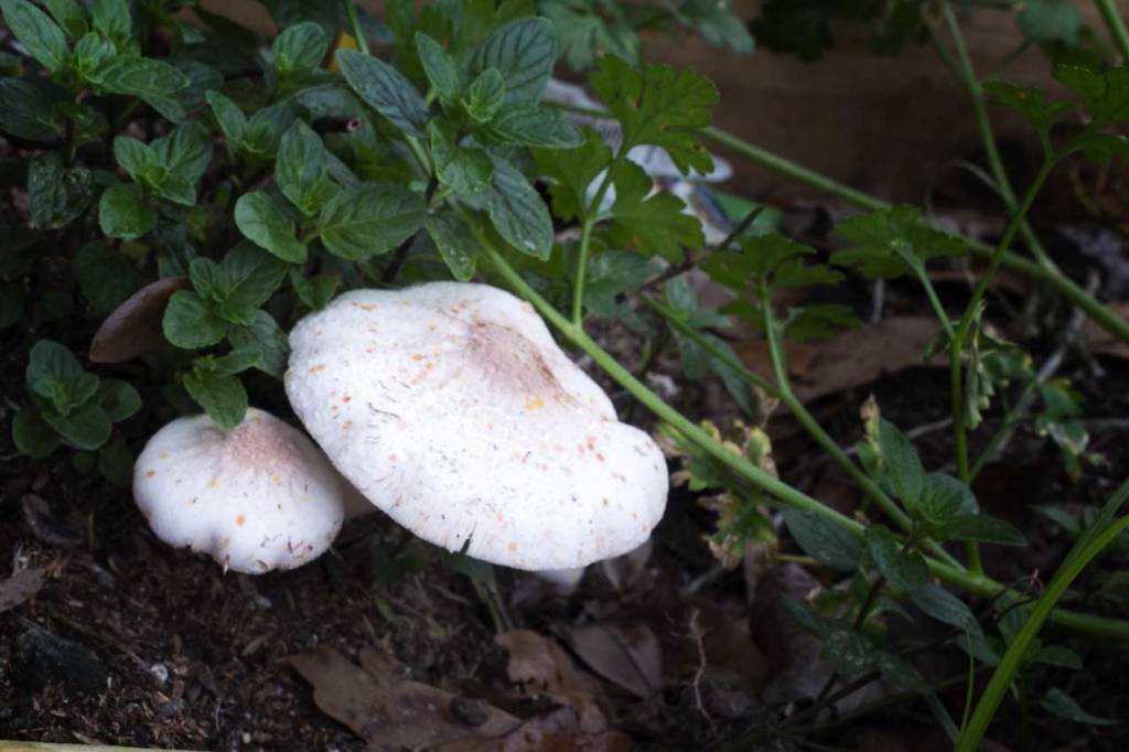 Mushrooms growing in a herb garden with mint and parsley.